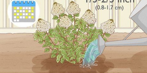 Sorg vir paniekhortensia's