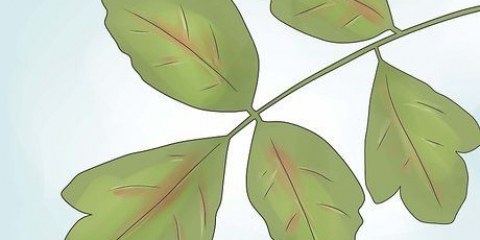 Ontlont poison oak