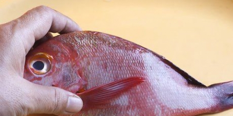 Red snapper voorberei
