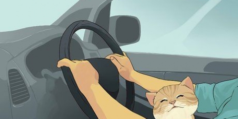 Reizen met 'n kat