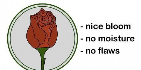 Droog rose
