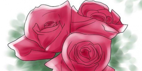 Kweek rose