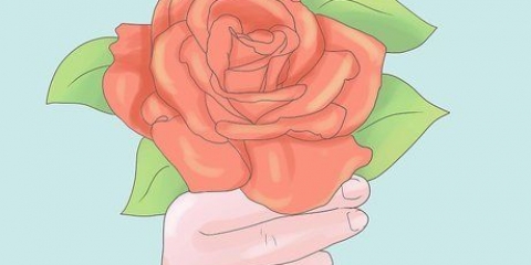 Plant rose