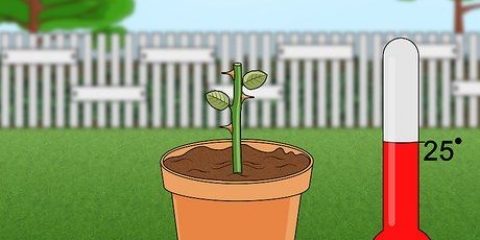 Voortplanting van rose