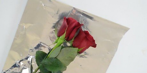 Hou rose vars