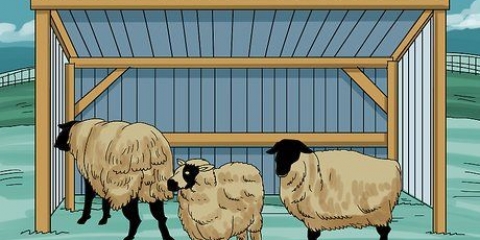 Schapen versorgen