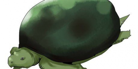 Schildpadden versorgen