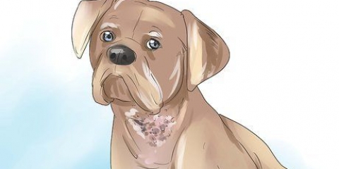 Schurft by honden genezen
