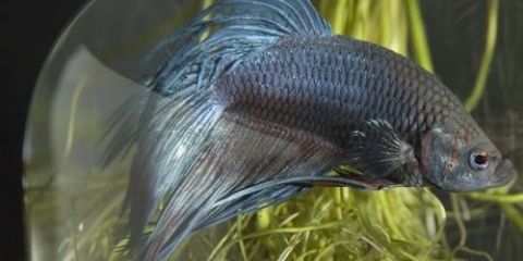 Siamese kempvissen kweken