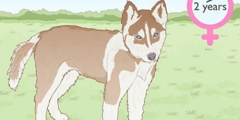 Siberiese husky se fokken