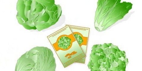 Blaarslaai plante