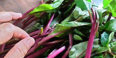 Snijbiet berei en koken
