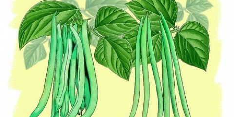 Groeiende groenbone