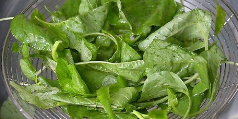 Spinazie berei