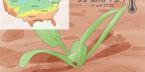 Kweek spinasie
