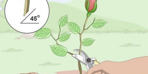 Neem steggies van rose