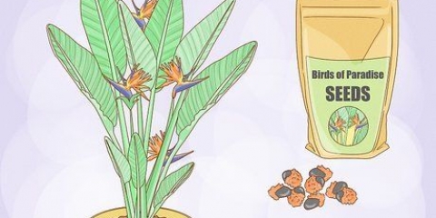 Groeiende strelitzia