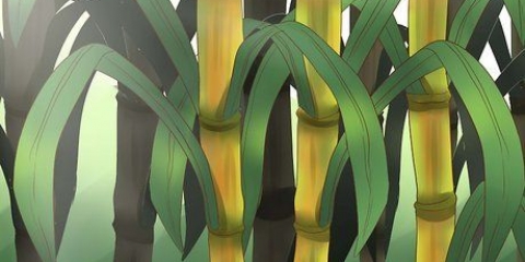 Plant suikerriet