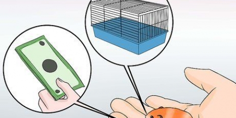 Syriese hamsters fokken