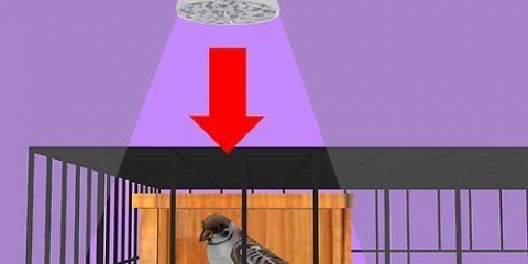 Thuis vir 'n zieke vogel sorg