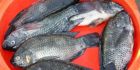Tilapia braai