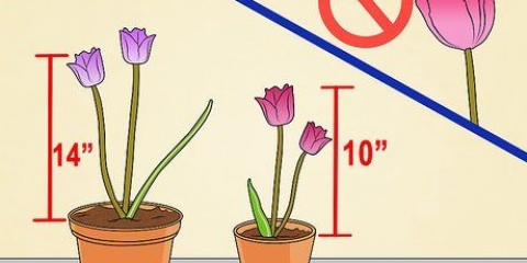 Kweek tulpe in potte