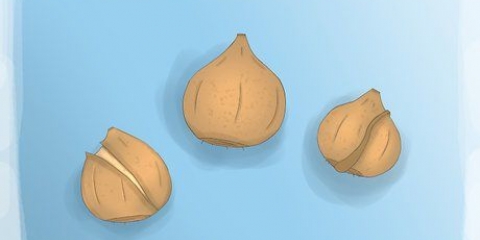 Plant tulpbolle