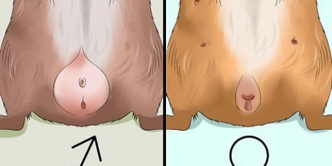 Twee cavia's aan mekaar voorstelle