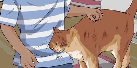Vacht van katten ontklitten