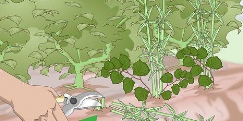 Ontslae te raak van japannese knotweed
