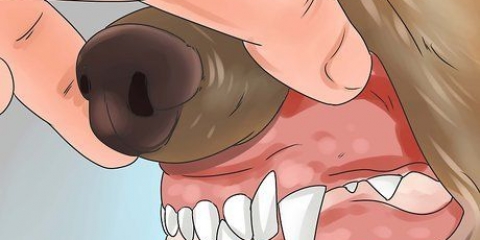 Vergiftiging herkennen by honde