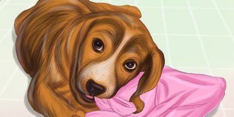 Vernielzuchtig gedrag by honde stop