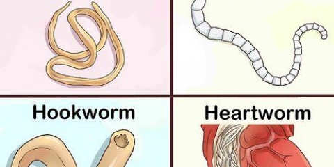 Verschillende wormen by honden herkennen