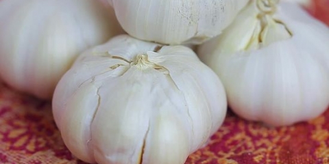 Vers knoflook pasop