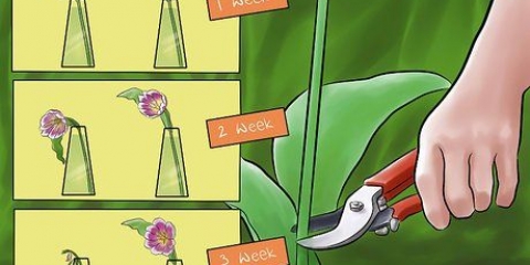 Sorg vir vars geplukte tulpe