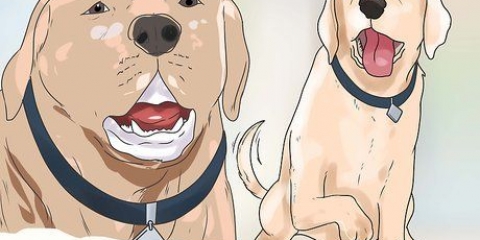 Vertrouen opbouen met 'n mishandelde hond