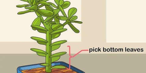 Vetplante propageer deur hul blare