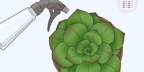 Gieter vetplante