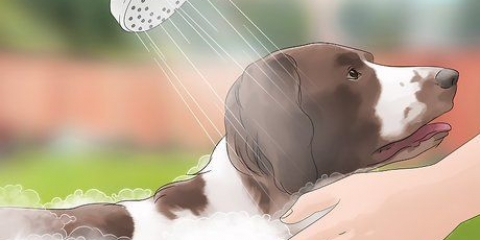 Vliegen van honde af hou