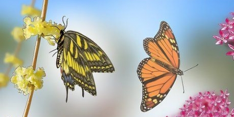 Vlinders voer