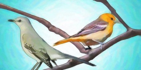 Vogels aantrekken