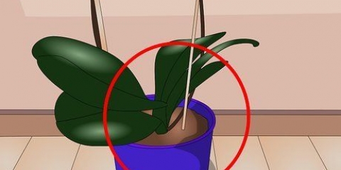 Sorg vir binnenshuise plante