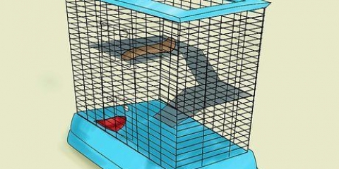 Voor chinchilla se sorg