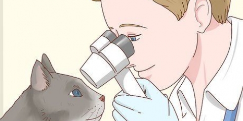 Voor 'n blinde kat sorg
