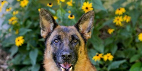 Voor 'n duitse herder sorg