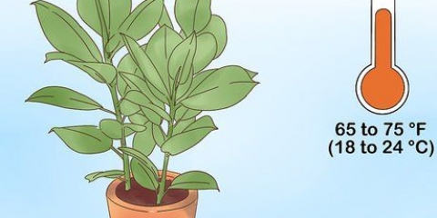 Die versorging van 'n ficus