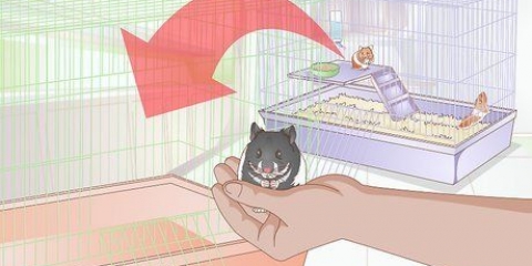 Voor 'n hamster sorg die ziek of stervende is