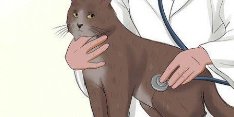 Voor 'n kat met felv sorg
