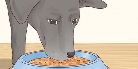 Vir 'n labrador retriever sorg