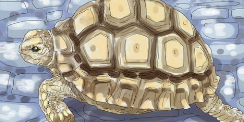 Voor 'n landschildpad sorg